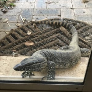 Varanus rosenbergi at The Angle, NSW - suppressed