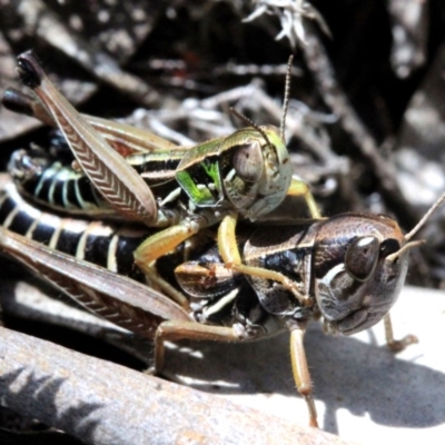 Kosciuscola cognatus (A grasshopper) at Namadgi National Park - 5 Mar 2018 by JudithRoach