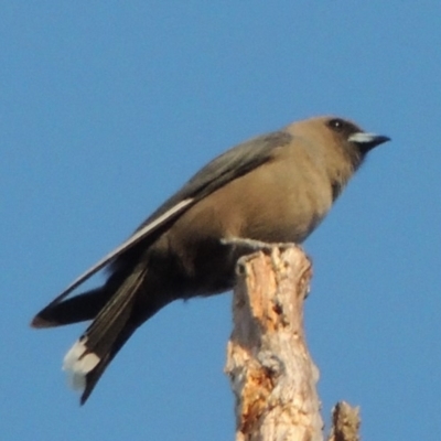 Artamus cyanopterus (Dusky Woodswallow) at Molonglo Valley, ACT - 18 Feb 2018 by michaelb