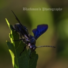Austroscolia soror (Blue Flower Wasp) at Florey, ACT - 17 Jan 2018 by julz201186
