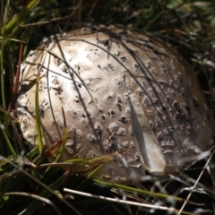 Amanita sp. (Amanita sp.) at Cotter River, ACT - 6 Mar 2018 by Judith Roach