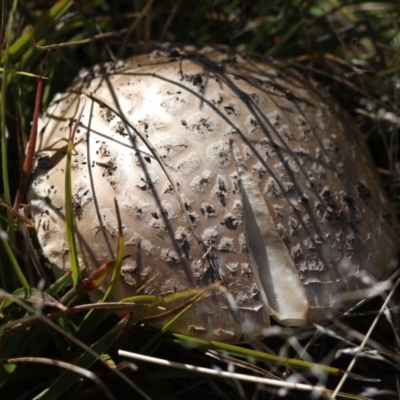 Amanita sp. (Amanita sp.) at Cotter River, ACT - 6 Mar 2018 by Judith Roach