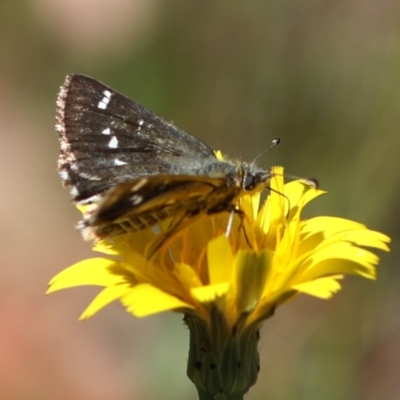 Atkinsia dominula (Two-brand grass-skipper) at Cotter River, ACT - 6 Mar 2018 by JudithRoach