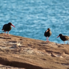 Haematopus fuliginosus (Sooty Oystercatcher) at Eden, NSW - 4 Mar 2018 by RossMannell