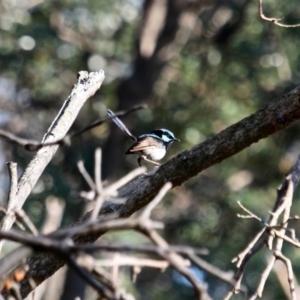 Malurus cyaneus at Eden, NSW - 4 Mar 2018