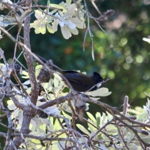 Psophodes olivaceus at Eden, NSW - 4 Mar 2018