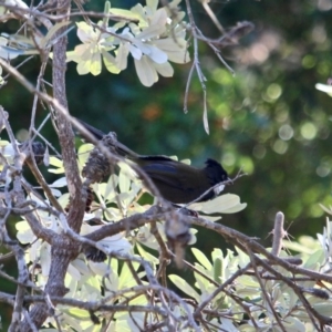 Psophodes olivaceus at Eden, NSW - 4 Mar 2018 09:09 AM
