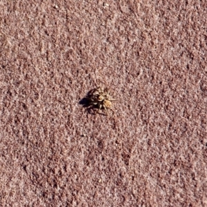 Salticidae (family) at Eden, NSW - 4 Mar 2018 08:45 AM