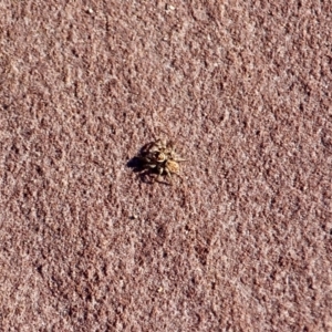Salticidae (family) at Eden, NSW - 4 Mar 2018