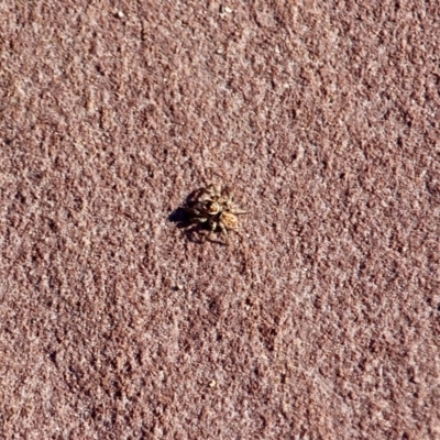 Salticidae (family) (Jumping spider) at Eden, NSW - 4 Mar 2018 by RossMannell