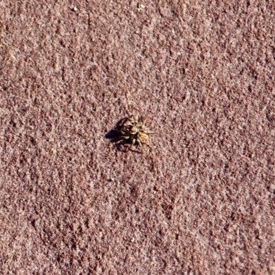 Salticidae (family) (Jumping spider) at Ben Boyd National Park - 4 Mar 2018 by RossMannell