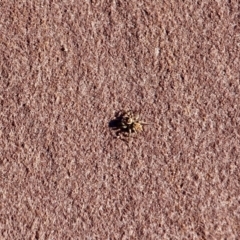 Salticidae (family) at Eden, NSW - 4 Mar 2018 08:45 AM