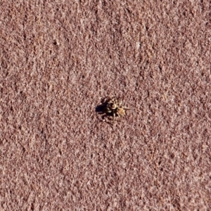 Salticidae (family) at Eden, NSW - 4 Mar 2018 08:45 AM