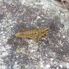 Monistria concinna (Southern Pyrgomorph) at Kosciuszko National Park - 3 Mar 2018 by RyuCallaway