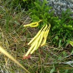 Lycopodium fastigiatum (Alpine Club Moss) at Kosciuszko National Park - 3 Mar 2018 by RyuCallaway