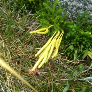 Austrolycopodium fastigiatum at Kosciuszko National Park, NSW - 3 Mar 2018 05:13 PM