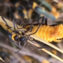 Chauliognathus lugubris (Plague Soldier Beetle) at Sutton, NSW - 25 Feb 2018 by Whirlwind