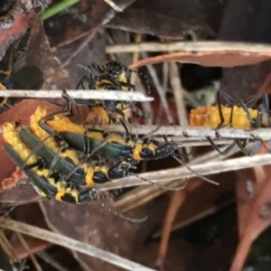 Chauliognathus lugubris at Sutton, NSW - 25 Feb 2018