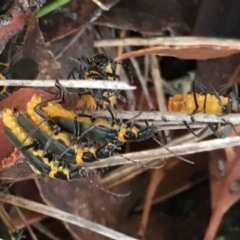 Chauliognathus lugubris at Sutton, NSW - 25 Feb 2018
