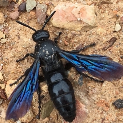 Austroscolia soror (Blue Flower Wasp) at QPRC LGA - 28 Mar 2017 by Whirlwind