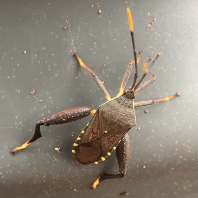 Amorbus (genus) (Eucalyptus Tip bug) at Sutton, NSW - 25 Feb 2018 by Whirlwind