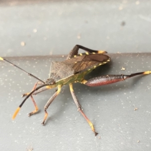 Amorbus sp. (genus) at Sutton, NSW - 25 Feb 2018 03:06 PM