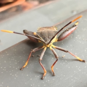 Amorbus sp. (genus) at Sutton, NSW - 25 Feb 2018