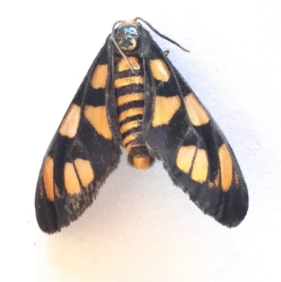 Amata (genus) (Handmaiden Moth) at QPRC LGA - 15 Feb 2018 by Whirlwind