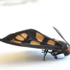 Amata (genus) at Sutton, NSW - 16 Feb 2018
