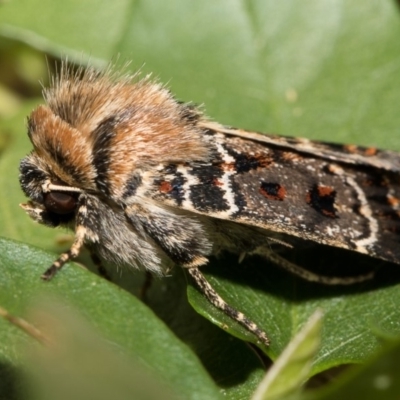 Proteuxoa sanguinipuncta (Blood-spotted Noctuid) at Higgins, ACT - 6 Mar 2018 by AlisonMilton