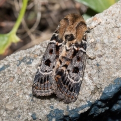 Proteuxoa sanguinipuncta at Higgins, ACT - 6 Mar 2018 02:59 AM