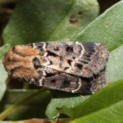 Proteuxoa sanguinipuncta at Higgins, ACT - 6 Mar 2018 02:59 AM