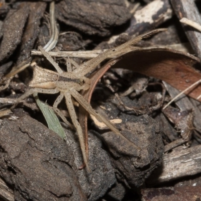 Sidymella trapezia (Trapezoid Crab Spider) at Higgins, ACT - 5 Mar 2018 by Alison Milton