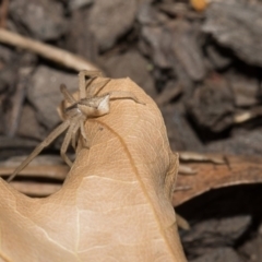 Sidymella trapezia at Higgins, ACT - 6 Mar 2018 02:49 AM