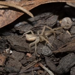 Sidymella trapezia at Higgins, ACT - 6 Mar 2018 02:49 AM