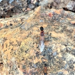 Camponotus consobrinus (Banded sugar ant) at Sutton, NSW - 14 Dec 2017 by Whirlwind