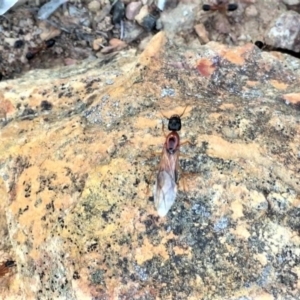 Camponotus consobrinus at Sutton, NSW - 14 Dec 2017