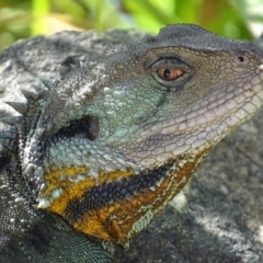 Intellagama lesueurii howittii (Gippsland Water Dragon) at Acton, ACT - 5 Mar 2018 by roymcd