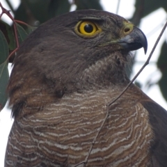 Tachyspiza fasciata (Brown Goshawk) at Deakin, ACT - 3 Dec 2017 by roymcd