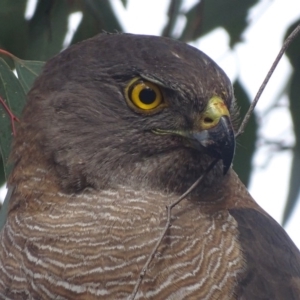 Tachyspiza fasciata at Deakin, ACT - 3 Dec 2017