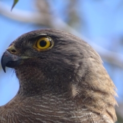 Accipiter fasciatus at Deakin, ACT - 3 Dec 2017