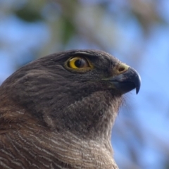 Accipiter fasciatus at Deakin, ACT - 3 Dec 2017