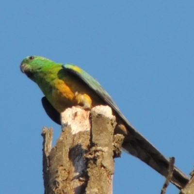 Psephotus haematonotus (Red-rumped Parrot) at Molonglo Valley, ACT - 18 Feb 2018 by michaelb
