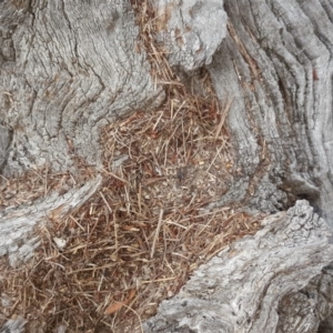 Papyrius nitidus at Symonston, ACT - suppressed