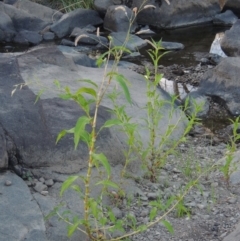 Persicaria lapathifolia (Pale Knotweed) at Molonglo River Reserve - 18 Feb 2018 by michaelb