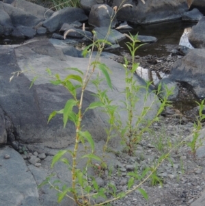 Persicaria lapathifolia at Molonglo River Reserve - 18 Feb 2018 08:11 PM