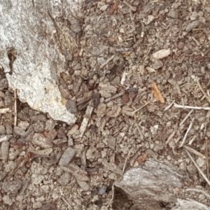 Papyrius nitidus at Symonston, ACT - suppressed