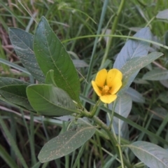 Ludwigia peploides subsp. montevidensis (Water Primrose) at Molonglo River Reserve - 18 Feb 2018 by michaelb