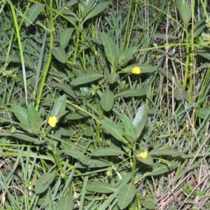 Ludwigia peploides subsp. montevidensis at Molonglo River Reserve - 18 Feb 2018