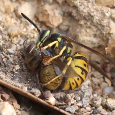 Vespula germanica (European wasp) at Coree, ACT - 6 Mar 2018 by JudithRoach
